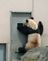 今日はもう帰りたい パンダ