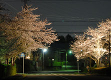 夜桜 夜桜